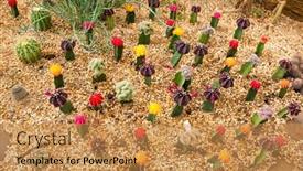  Presentation with botanical garden - Presentation design featuring garden of cactus and succulent at phuket botanical garden thailand background and a gold colored foreground