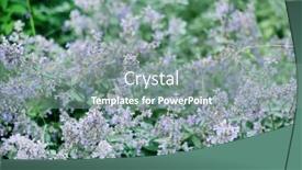  Presentation with plants growing - Theme consisting of garden-of-catmint-plants background and a gray colored foreground