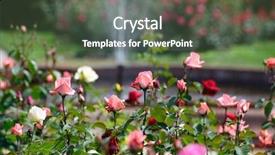  Presentation with roses - Audience pleasing slide deck consisting of garden of roses backdrop and a tawny brown colored foreground