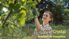  Presentation with fruit tree - Colorful slide set enhanced with garden outdoors checking fruit tree backdrop and a tawny brown colored foreground