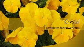  Presentation with pansy - PPT layouts consisting of garden pansy viola tricolor var background and a gold colored foreground