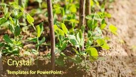  Presentation with pigeon pea diseases - Presentation theme having garden-pea background and a tawny brown colored foreground