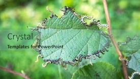  Presentation with moth - Presentation having garden-pests-walnut-moth-caterpillars background and a mint green colored foreground