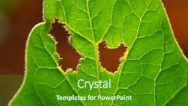  Presentation with leave - Theme consisting of garden plague in orchard eating background and a forest green colored foreground