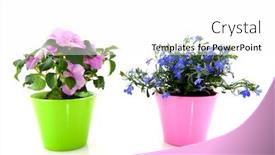  Presentation with plants for kids - Slide deck consisting of garden plants ans busy lizzy and blue lobelia background and a white colored foreground