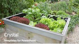  Presentation with plants growing - Audience pleasing slide set consisting of garden plants growing in wooden backdrop and a gray colored foreground