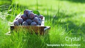  Presentation with garden - Slides featuring garden plums in wooden box background and a forest green colored foreground