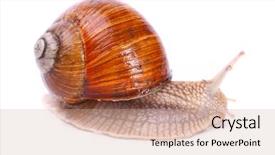  Presentation with protein - Colorful slide deck enhanced with garden snail helix aspersa snails provide an easily harvested source of protein to many people around the world backdrop and a coral colored foreground