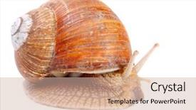  Presentation with protein - Cool new theme with garden snail helix aspersa snails provide an easily harvested source of protein to many people around the world backdrop and a soft green colored foreground