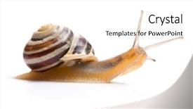  Presentation with snail - Cool new slides with garden snail in front backdrop and a white colored foreground