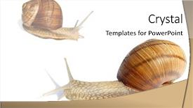  Presentation with snail - Beautiful presentation theme featuring garden snail isolated on white background backdrop and a white colored foreground