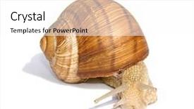  Presentation with snail - PPT theme with garden snail isolated on white background background and a white colored foreground
