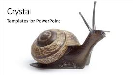  Presentation with snail - Beautiful presentation theme featuring garden snail isolated on white backdrop and a white colored foreground