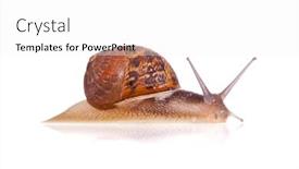  Presentation with snail - PPT theme having garden-snail-isolated background and a white colored foreground