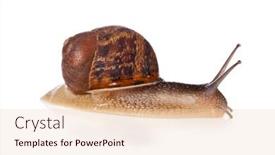  Presentation with snail - 