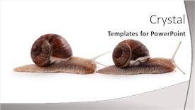  Presentation with snail - Beautiful slides featuring gastropoda - garden snail on a white backdrop and a white colored foreground