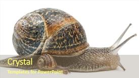  Presentation with snail - Cool new PPT theme with garden snail with its baby backdrop and a violet colored foreground