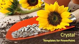  Presentation with orange plant - Beautiful presentation theme featuring garden spade with sunflower seeds backdrop and a tawny brown colored foreground