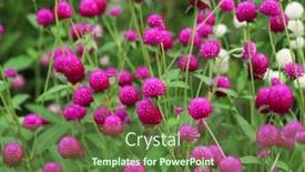  Presentation with clover - Slides enhanced with garden-species-variation-of-red background and a tawny brown colored foreground