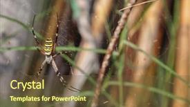  Presentation with spider - Presentation theme with garden spider in the spiderweb background and a tawny brown colored foreground