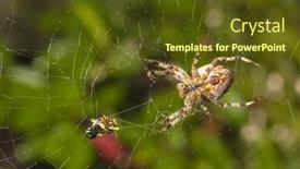  Presentation with spider web - PPT theme featuring garden spider with a meal wasp caught in it's web background and a tawny brown colored foreground