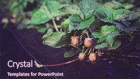  Presentation with mulch - Cool new slides with garden strawberry bed with mulch backdrop and a wine colored foreground