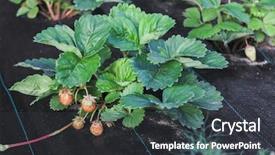  Presentation with mulch - Presentation design enhanced with garden strawberry bed with mulch background and a dark gray colored foreground