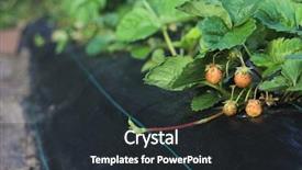  Presentation with mulch - Amazing presentation theme having garden strawberry bed with mulch backdrop and a wine colored foreground