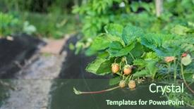  Presentation with mulch - Presentation consisting of garden strawberry bed with mulch background and a ocean colored foreground