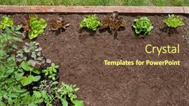  Presentation with healthy food and herb - Theme featuring garden-vagetable-patch-background background and a tawny brown colored foreground