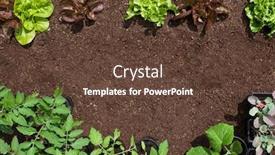 Presentation with healthy food and herb - Cool new PPT theme with garden-vagetable-patch-background backdrop and a tawny brown colored foreground