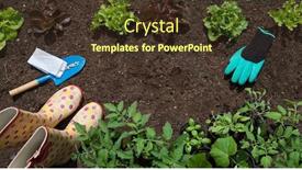  Presentation with healthy food - Presentation theme featuring garden-vagetable-patch-with-growing background and a tawny brown colored foreground