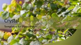  Presentation with brown and purple and dogwood tree - Beautiful slide deck featuring garden warbler - cute female eurasian blackcap bird backdrop and a gold colored foreground