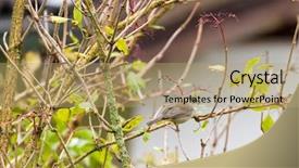  Presentation with bird - Theme featuring garden warbler - cute male eurasian blackcap bird background and a coral colored foreground