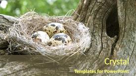  Presentation with birds - Slide set having blur abstract macro flowers background blurred yellow tulips background and a pink colored foreground