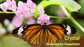  Presentation with butterfly - Presentation theme having garden wildlife - butterfly on flower background and a tawny brown colored foreground