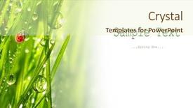  Presentation with dew - Amazing presentation having garden wildlife - fresh morning dew backdrop and a soft green colored foreground