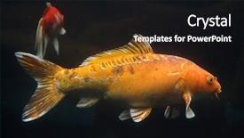  Presentation with colorful fancy carp fish koi - Cool new PPT layouts with garden wildlife - koi carp cyprinus rubrofuscus also backdrop and a black colored foreground