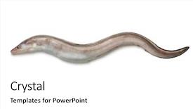  Presentation with wildlife - Colorful theme enhanced with garden wildlife - single fresh raw european conger backdrop and a white colored foreground