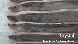  Presentation with ice - Colorful PPT theme enhanced with garden wildlife - single fresh raw european conger backdrop and a dark gray colored foreground