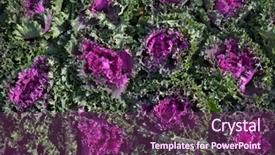  Presentation with plants - Presentation design consisting of garden with brassica oleracea acephala background and a violet colored foreground