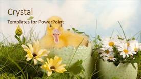  Presentation with daisy - Slide deck featuring garden with cute easter duckling background and a  colored foreground