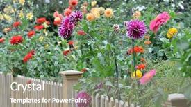  Presentation with dahlia - Slide set with garden with dahlias background and a gray colored foreground