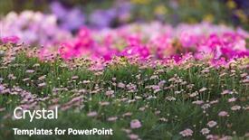  Presentation with miracle - Presentation theme with garden with over 45 million background and a tawny brown colored foreground