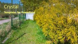  Presentation with garden - PPT theme enhanced with garden-with-thujas-planted background and a tawny brown colored foreground