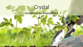  Presentation with tomato - Cool new presentation with gardener hands planting tomato seedling backdrop and a soft green colored foreground