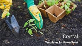  Presentation with tomato - Presentation consisting of gardener in gloves replanting tomato seedlings background and a dark gray colored foreground