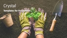  Presentation with vegetable garden - Presentation design enhanced with gardener-planting-basil background and a tawny brown colored foreground