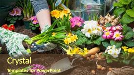  Presentation with dirt flower - PPT theme featuring gardener planting flowers in pot background and a  colored foreground
