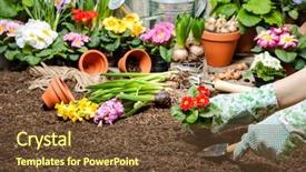  Presentation with dirt flower - Colorful PPT layouts enhanced with gardener planting flowers in pot backdrop and a  colored foreground